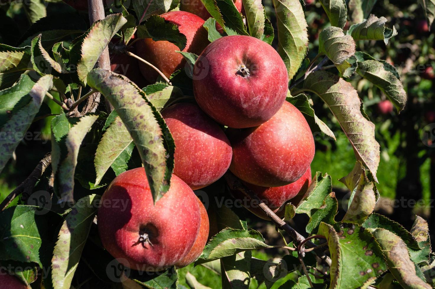 colheita de maçã na velha terra de hamburgo foto