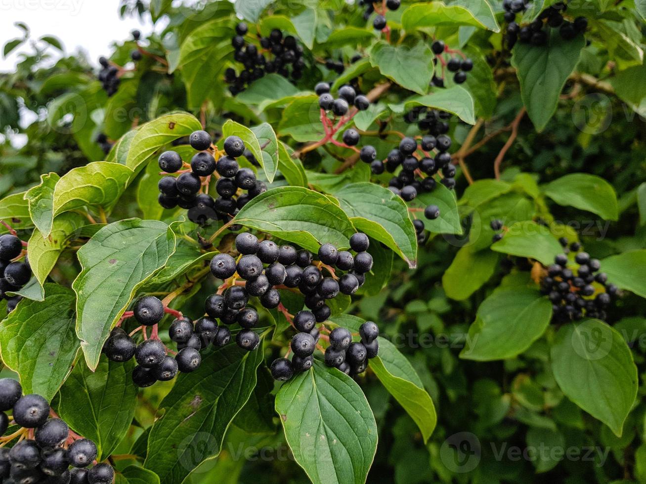 sorveira preta aronia chokeberry foto