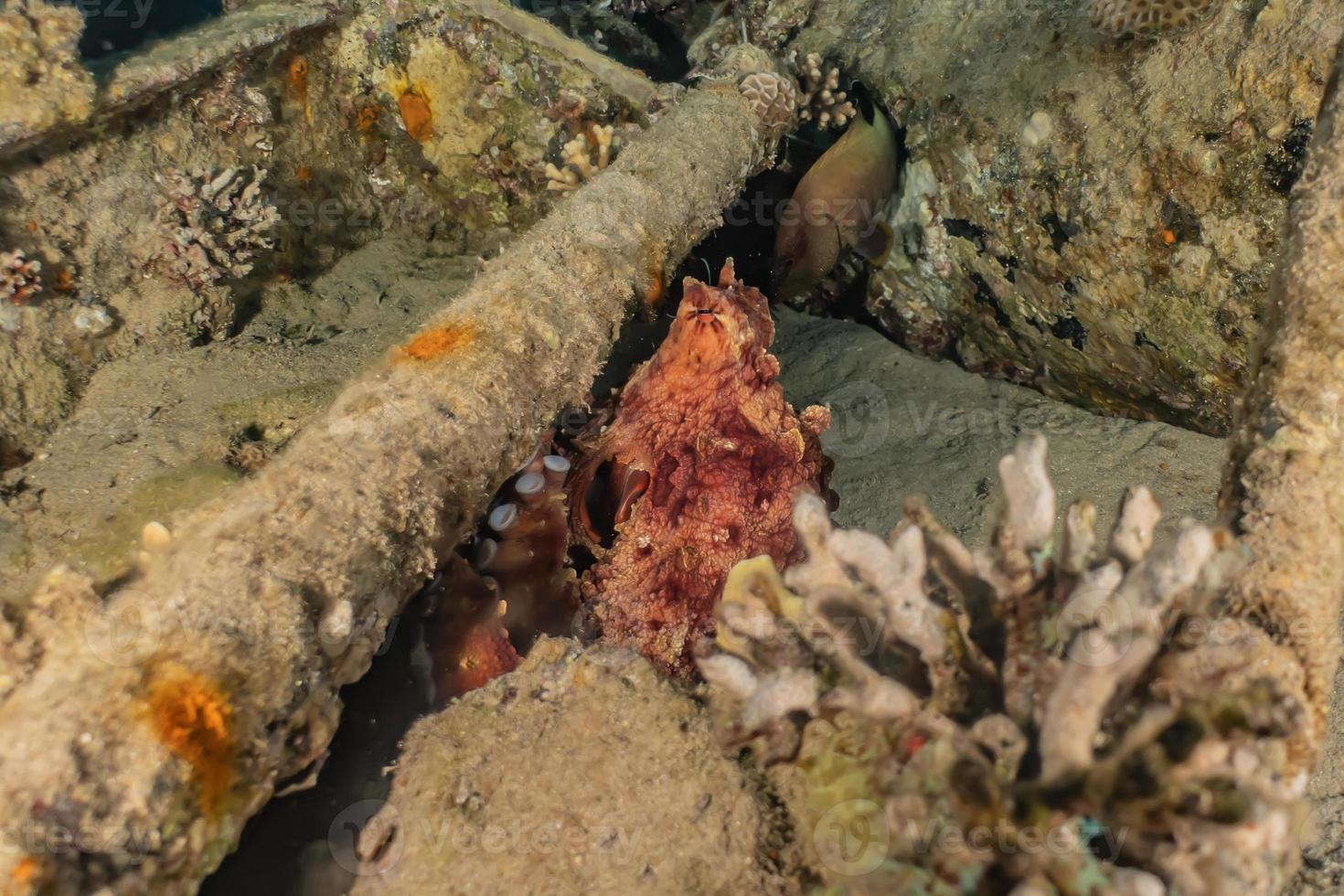 polvo rei da camuflagem no mar vermelho, eilat israel foto