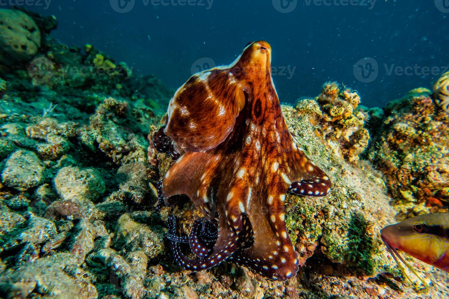 polvo rei da camuflagem no mar vermelho, eilat israel foto