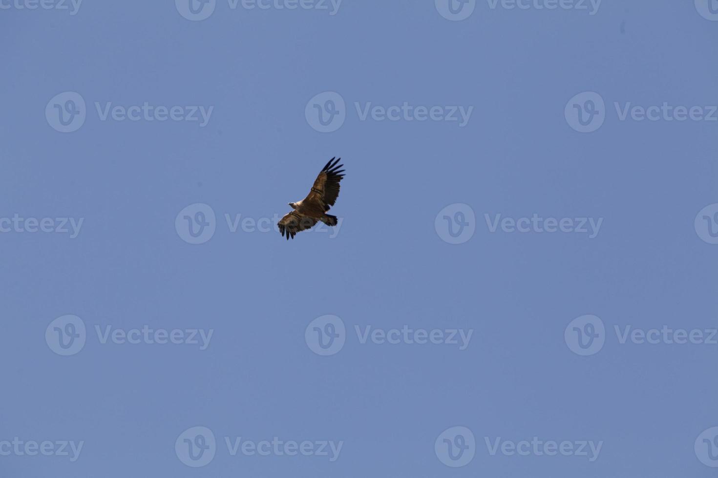 incrível abutre de israel, abutre da terra santa foto