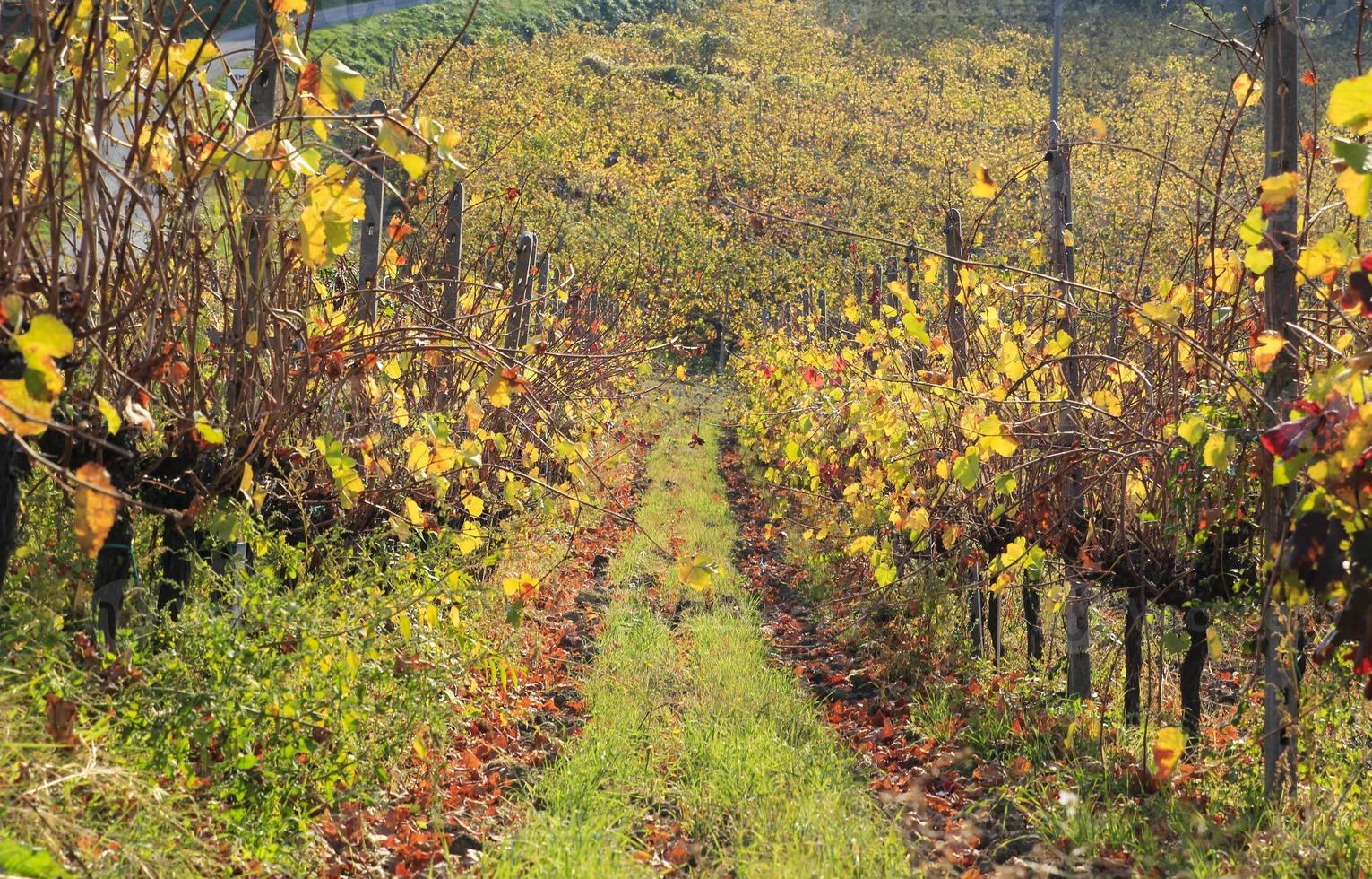 vinhas e campos do interior do Piemonte, Itália foto