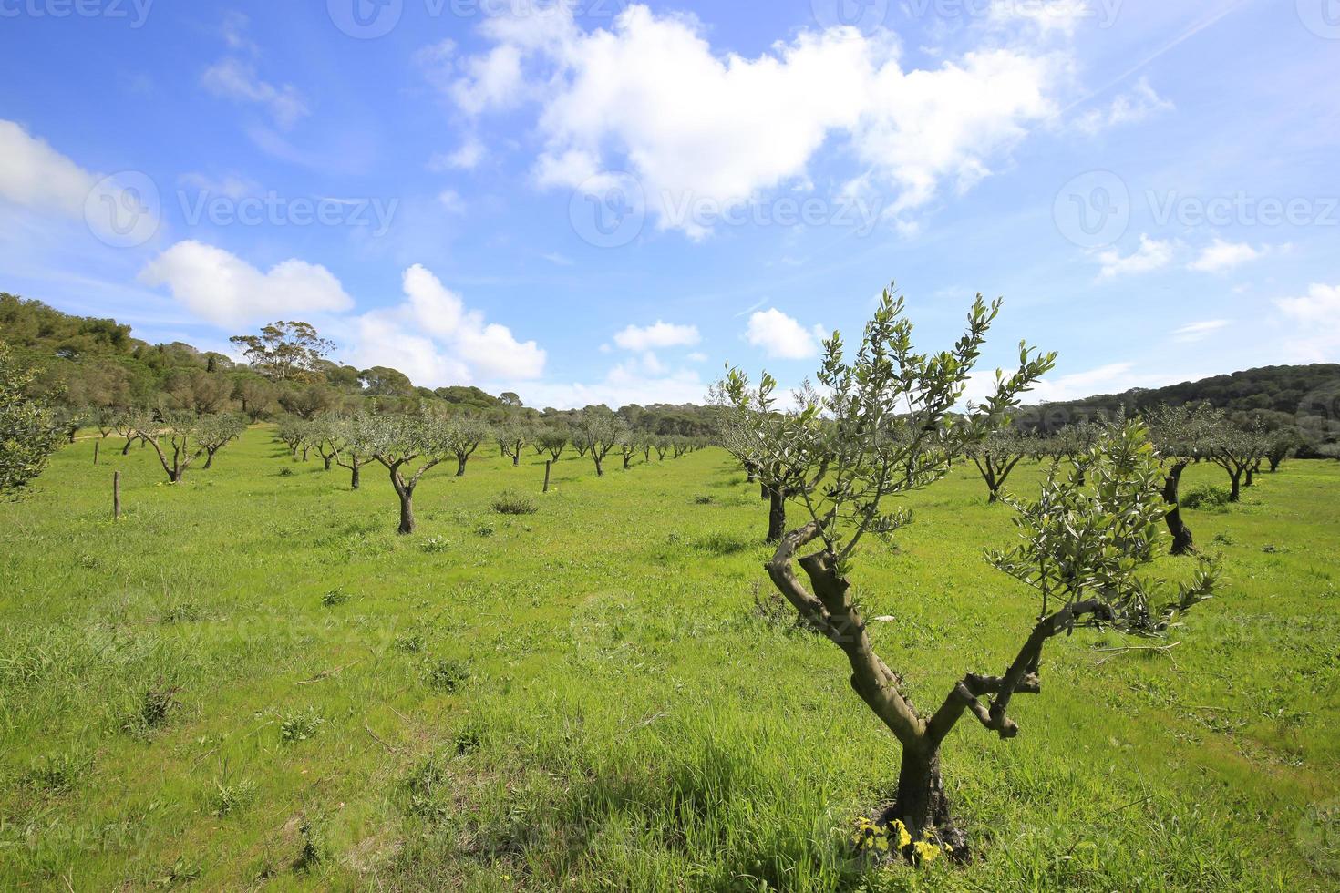 oliveiras na ilha de Porquerolles foto