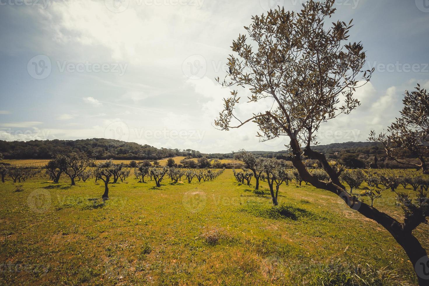 oliveiras na ilha de Porquerolles foto
