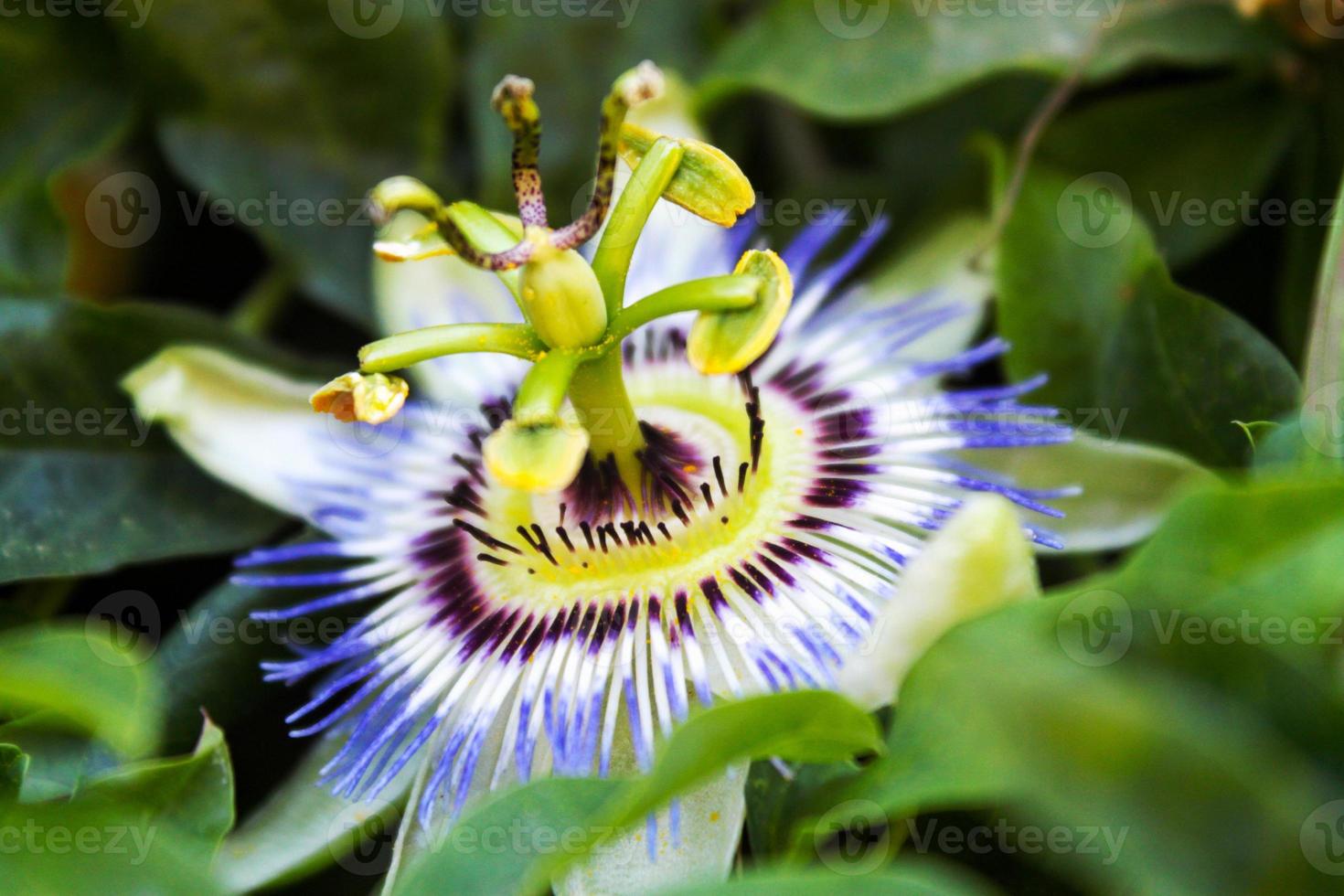 detalhe de uma flor foto