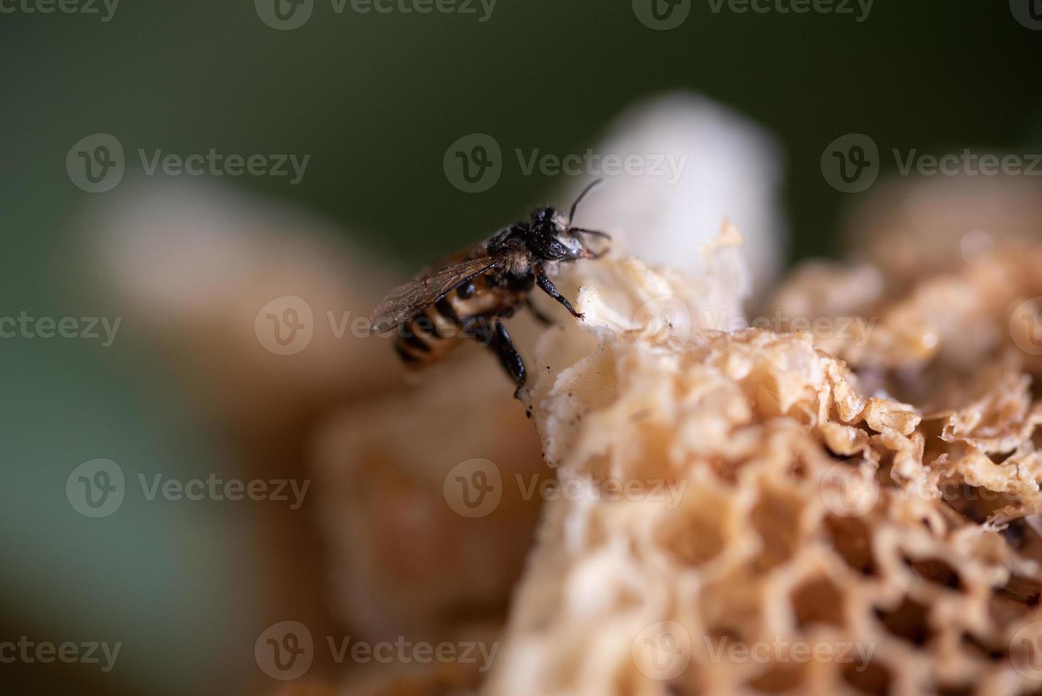 abelha operária em sua colmeia na natureza foto