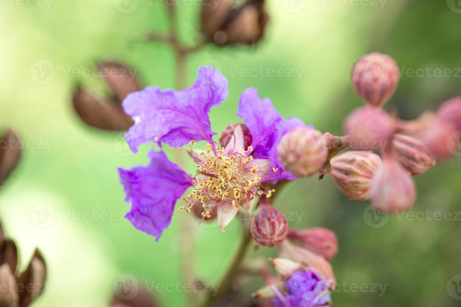 flor de lagerstroemia speciosa florescendo nativa nas Filipinas foto
