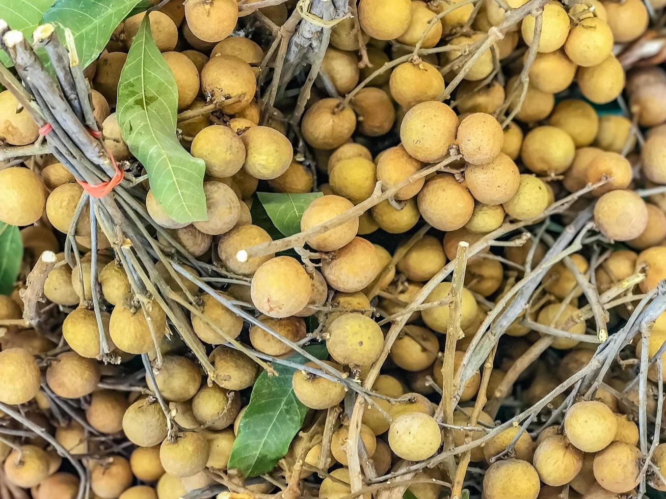 longan, fruta fresca longan, dimocarpus longan, fruta da ásia foto