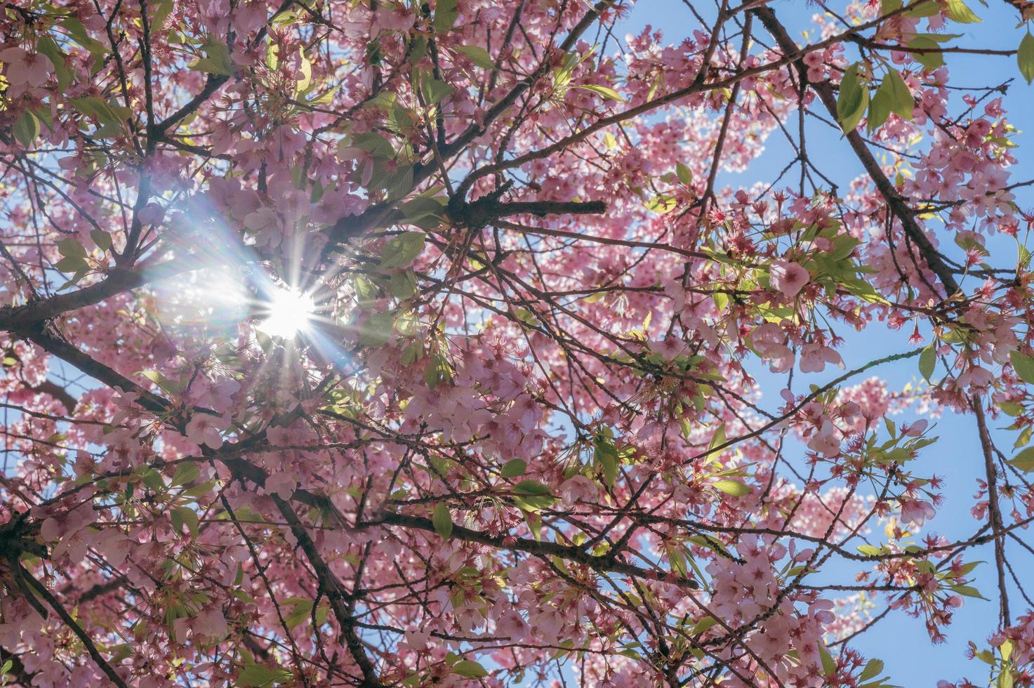 retrato de ramos de cereja com flores contra o sol foto