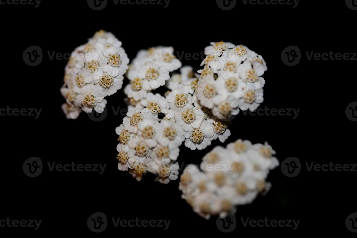 flor de flor branca close-up fundo impressão achillea millefolium foto