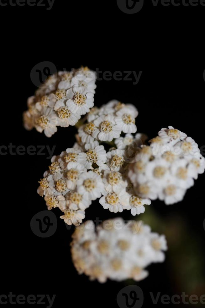 flor de flor branca close-up fundo impressão achillea millefolium foto