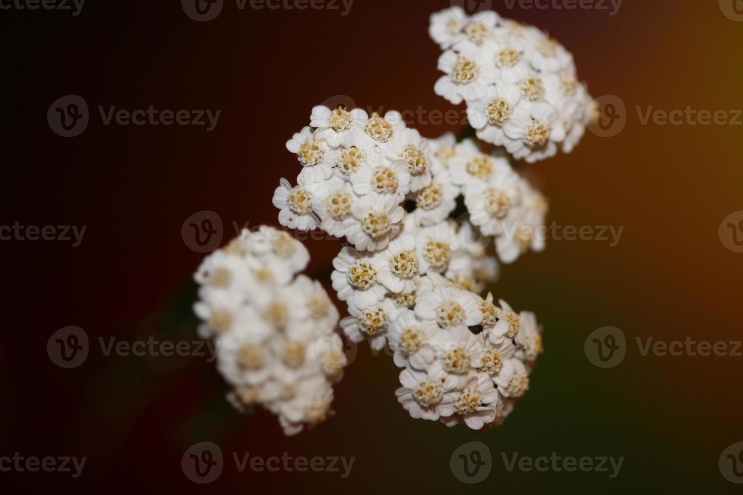 flor de flor branca close-up fundo impressão achillea millefolium foto