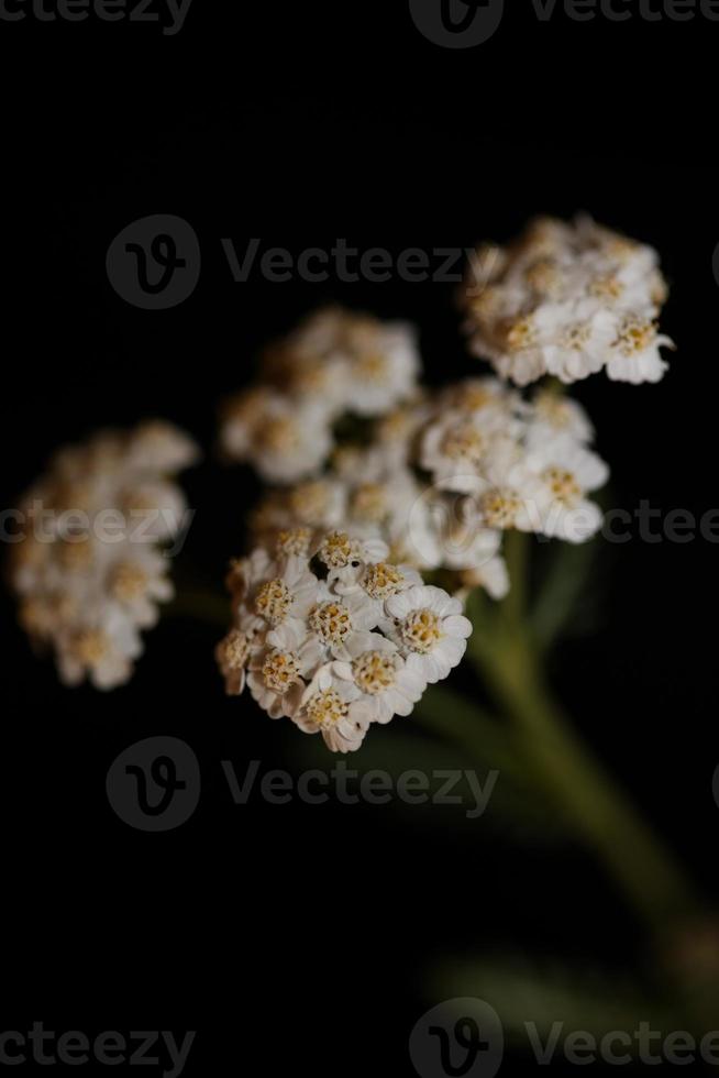 flor de flor branca close-up fundo impressão achillea millefolium foto