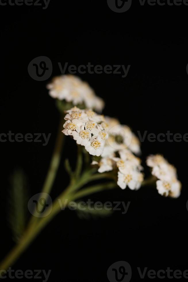 flor de flor branca close-up fundo impressão achillea millefolium foto