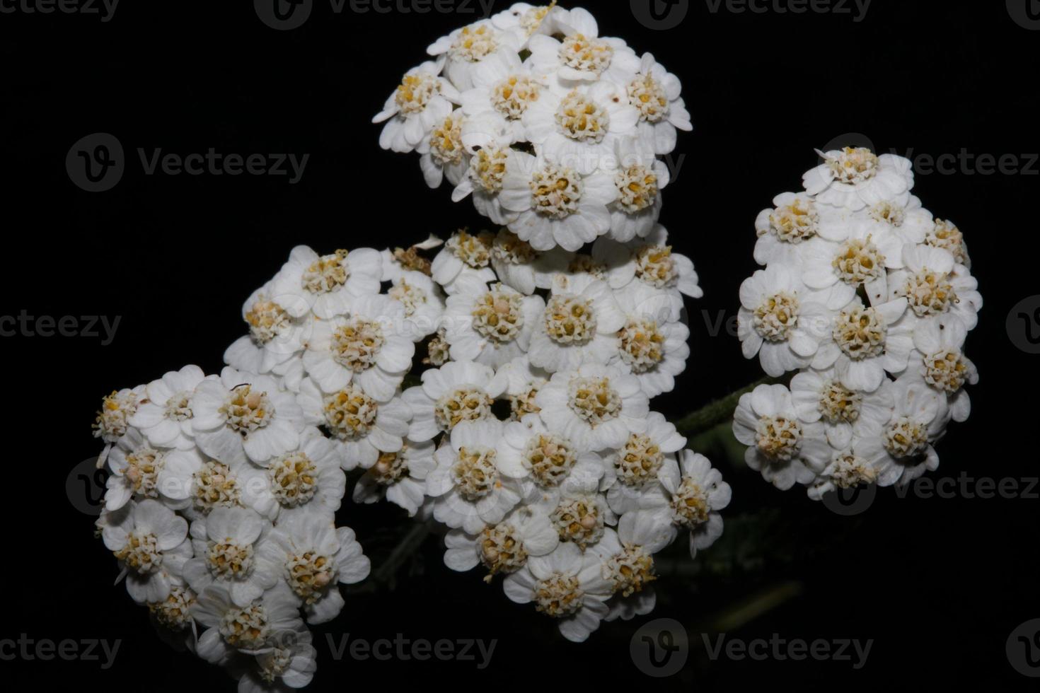 flor de flor branca close-up fundo impressão achillea millefolium foto