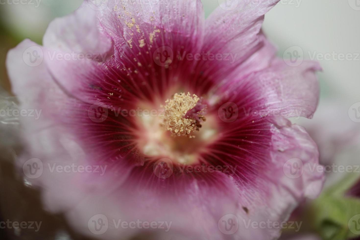 flor roxa close up background alcea rosea family malvaceae foto