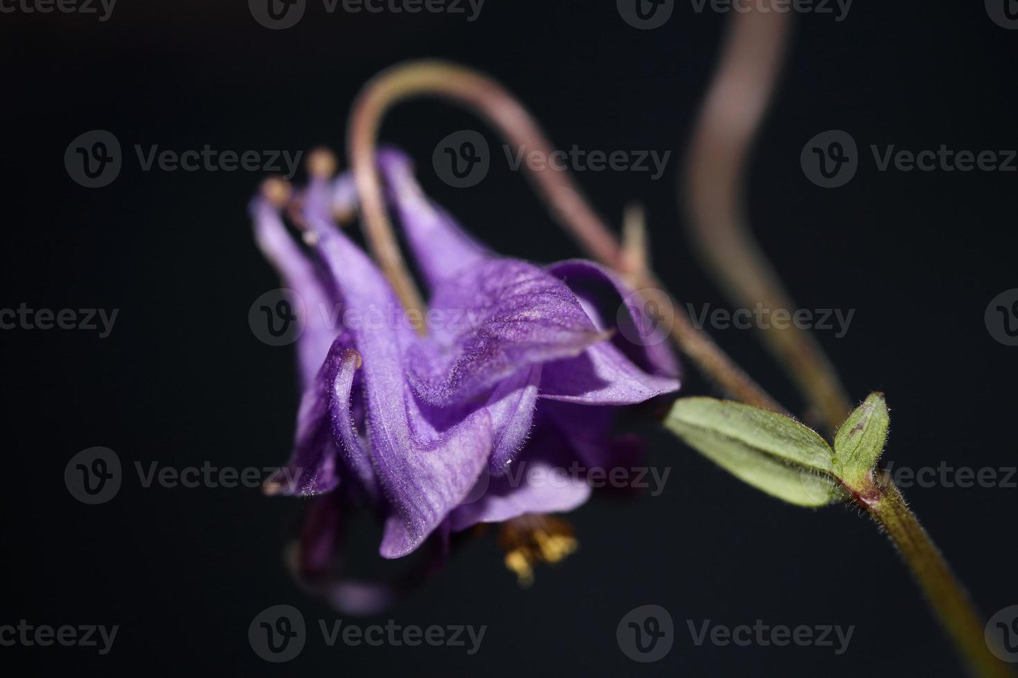 flor florescendo fundo aquilegia vulgaris família ranunculaceae foto