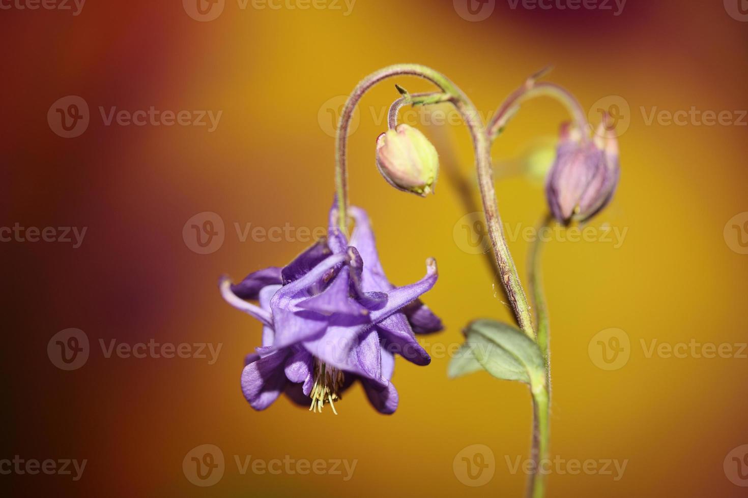 flor florescendo fundo aquilegia vulgaris família ranunculaceae foto