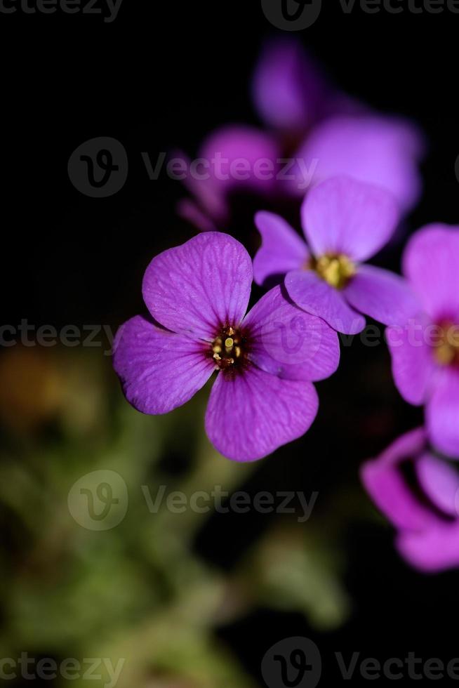 flor roxa aubrieta deltoidea família brasicaceae flor roxa foto