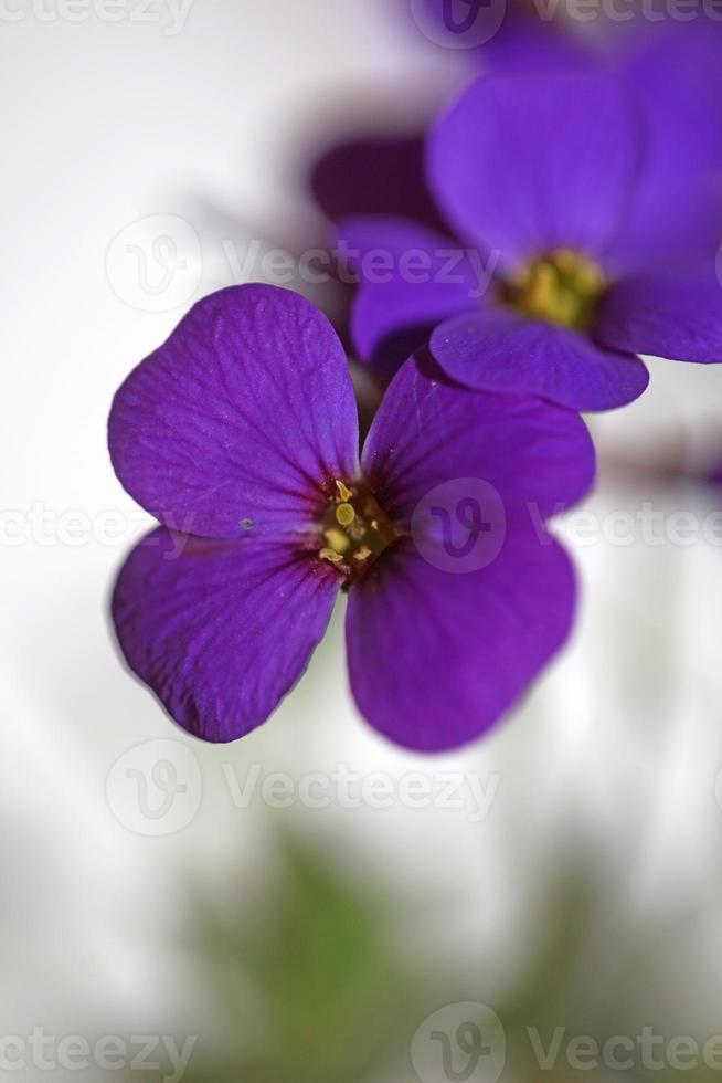 flor roxa aubrieta deltoidea família brasicaceae flor roxa foto