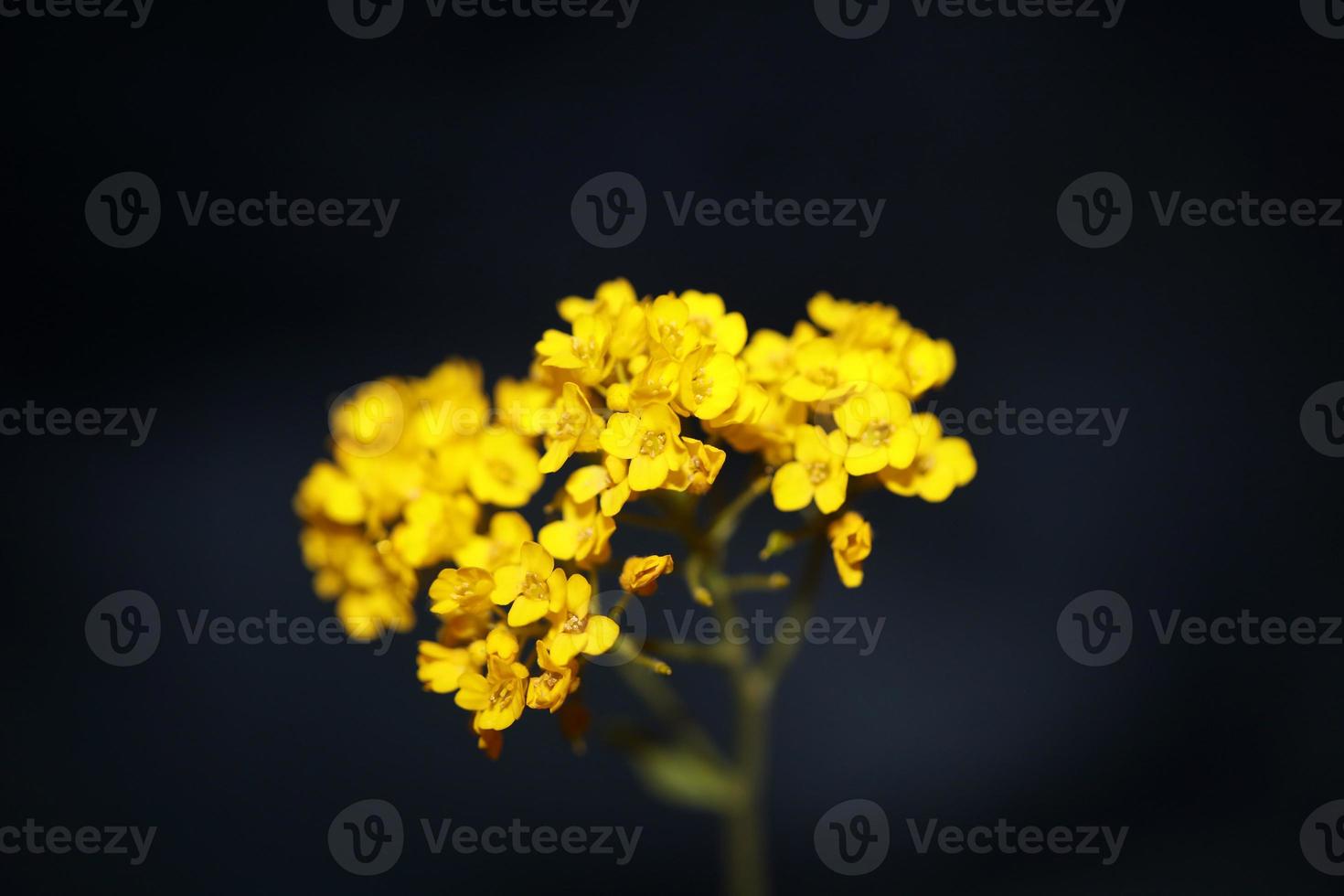 flor flor fundo aurinia saxatilis família brassicaceae closeu foto