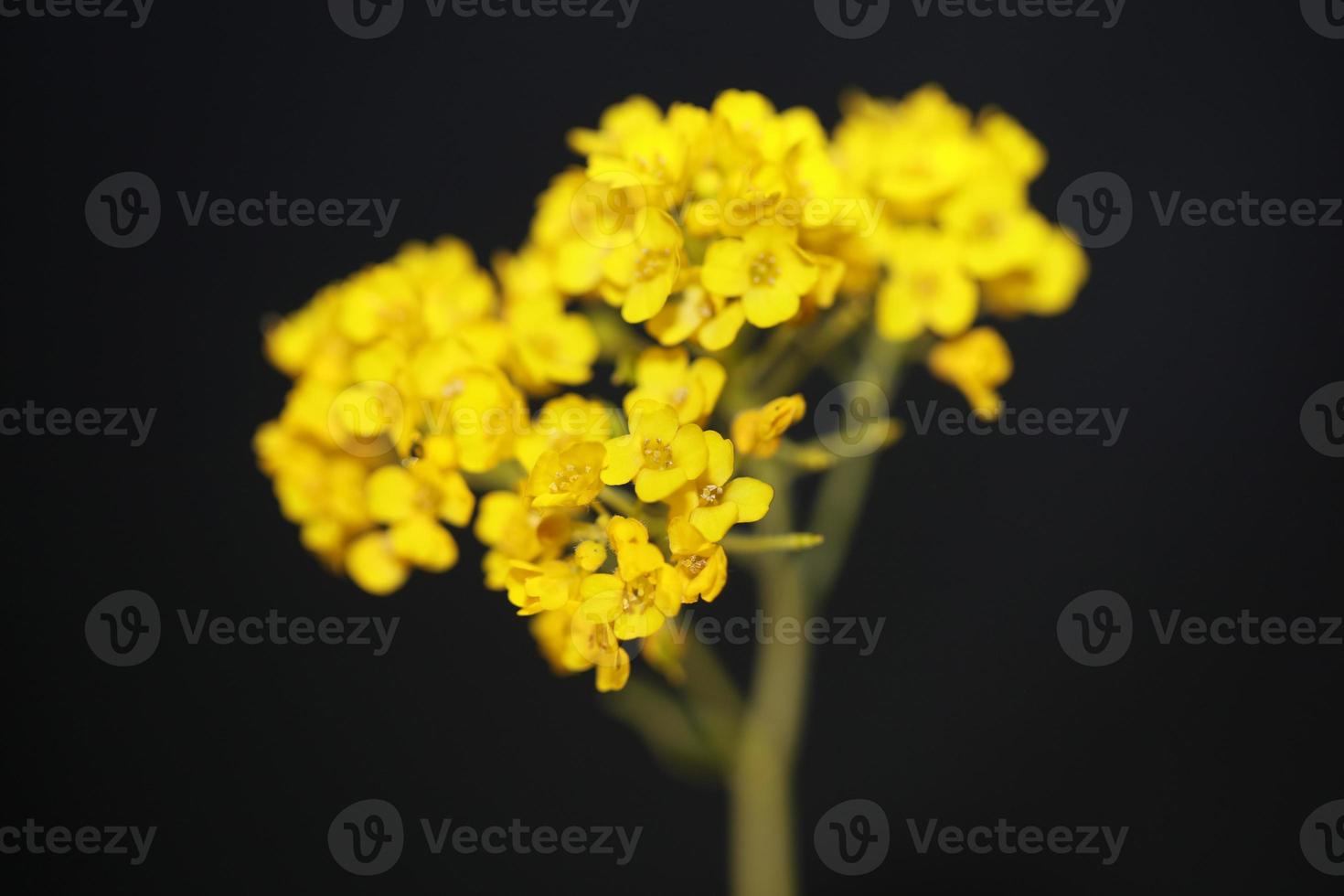 flor flor fundo aurinia saxatilis família brassicaceae closeu foto