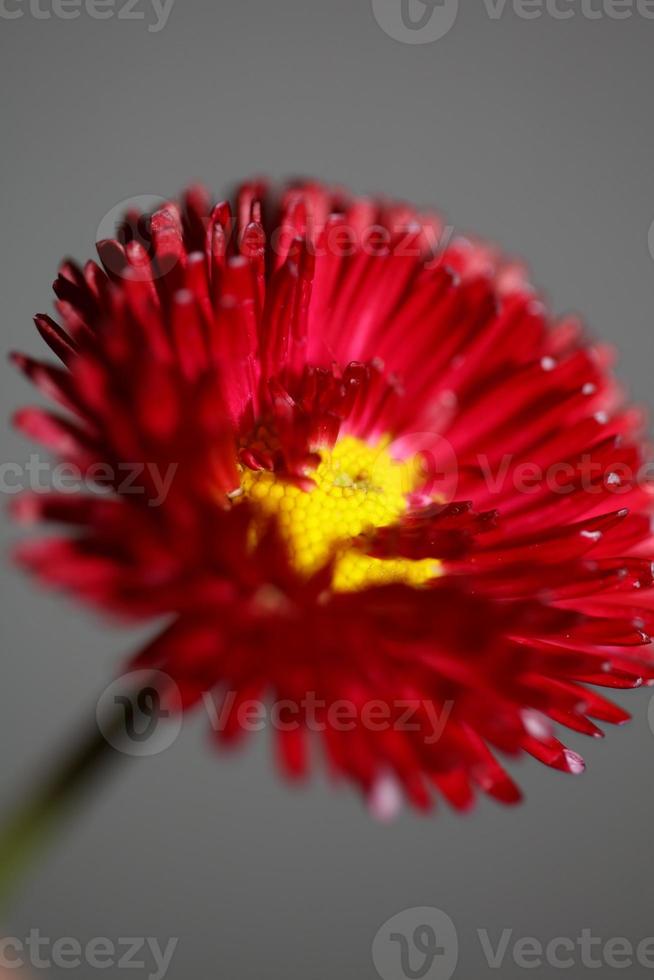 flor flor close up bellis perennis l. família composita moderna foto