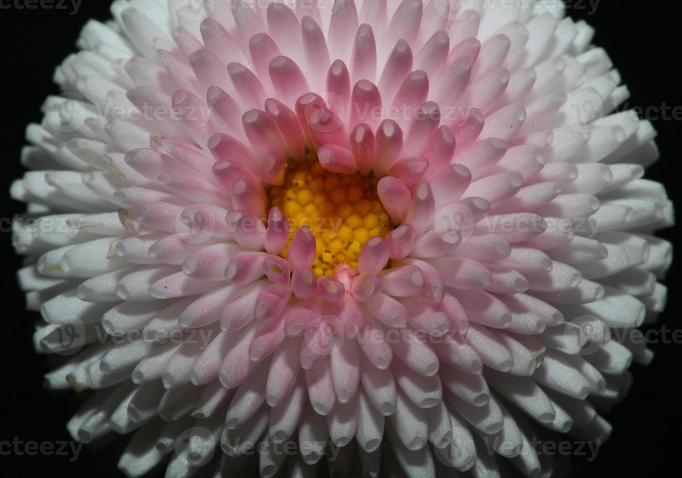 flor flor close up bellis perennis l. família composita moderna foto