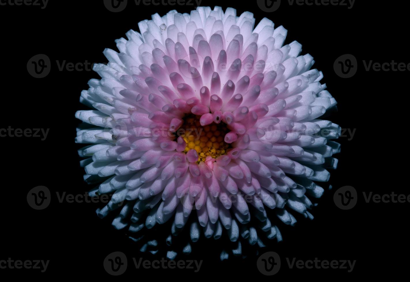 flor flor close up bellis perennis l. família composita moderna foto