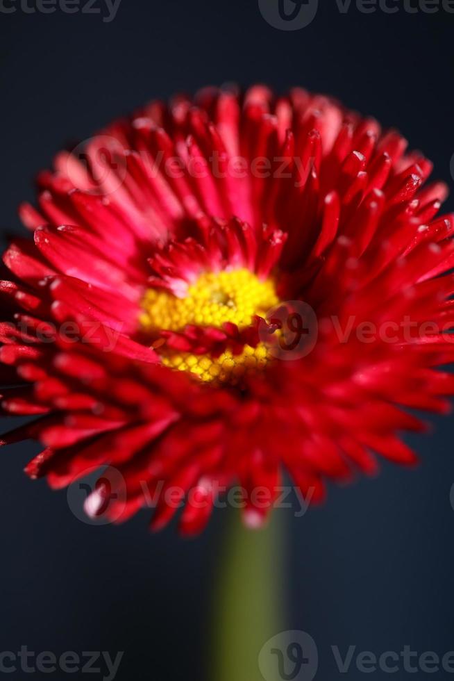 flor flor close up bellis perennis l. família composita moderna foto