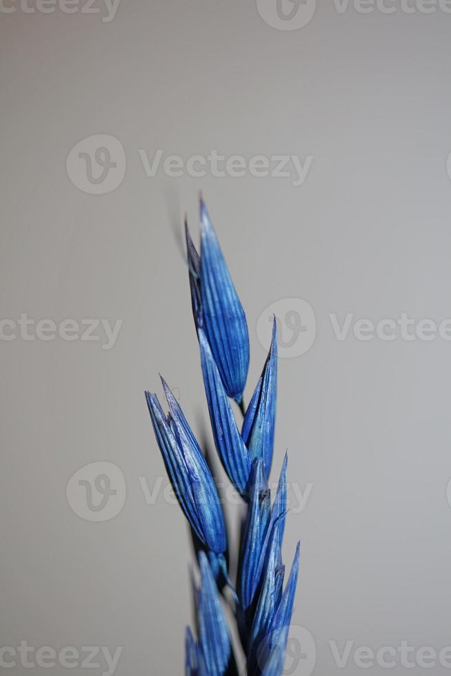 decoração seca de trigo colorido em azul triticum aestivum família poaceae foto