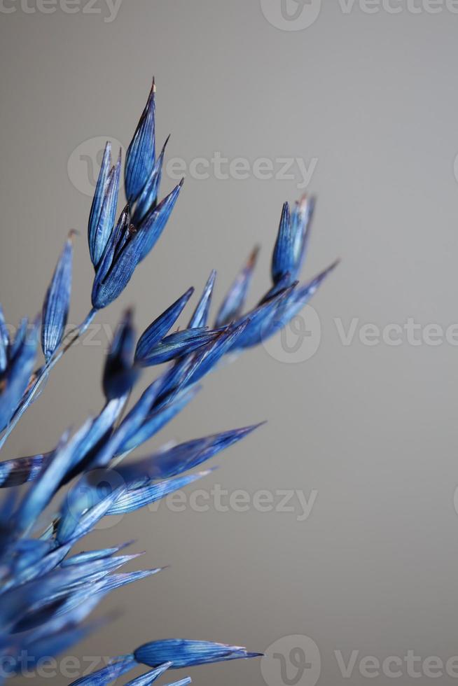 decoração seca de trigo colorido em azul triticum aestivum família poaceae foto