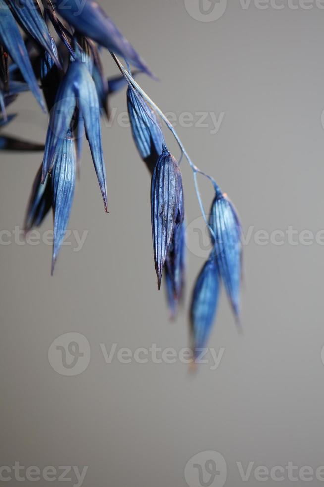 Triticum aestivum decoração de trigo colorido em azul botânico foto