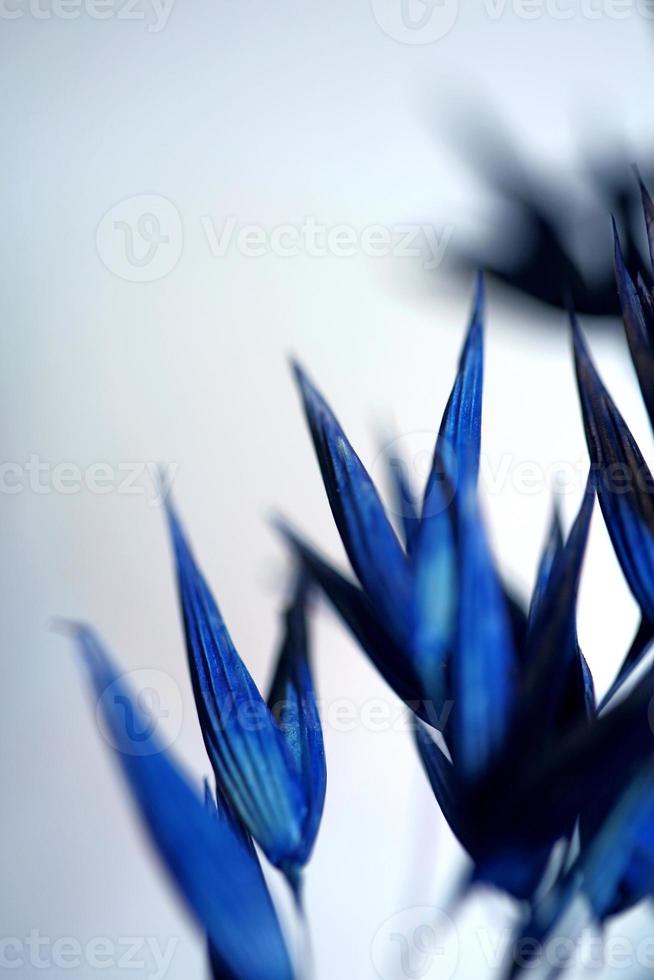 Triticum aestivum decoração de trigo colorido em azul botânico foto