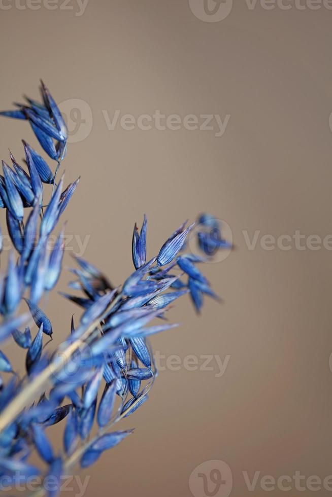 Triticum aestivum decoração de trigo colorido em azul botânico foto