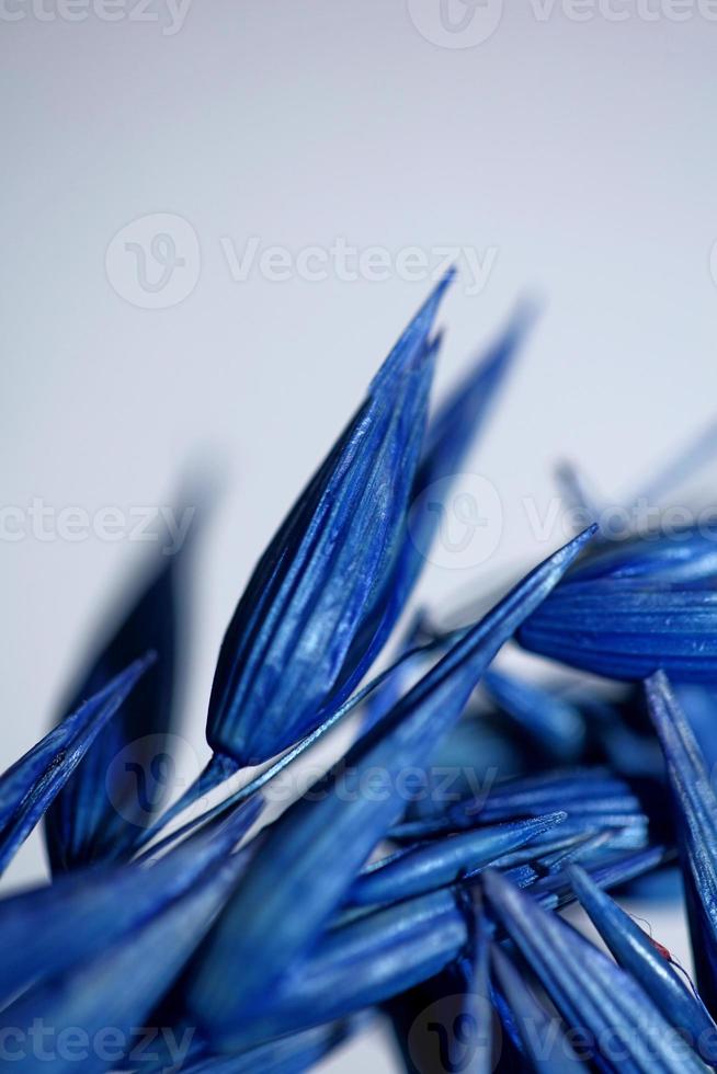 Triticum aestivum decoração de trigo colorido em azul botânico foto