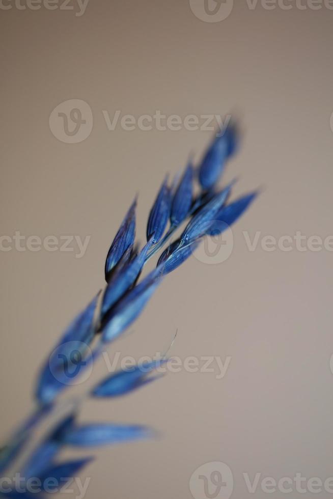 decoração seca de trigo colorido em azul triticum aestivum família poaceae foto