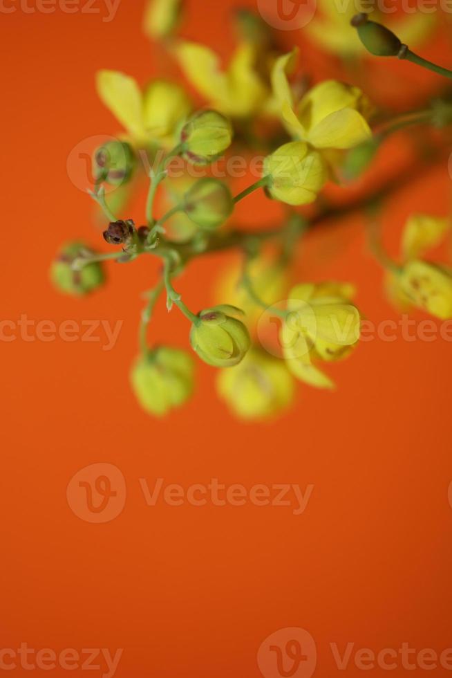 flor flor berberis aquifolium família berberidaceae macro foto