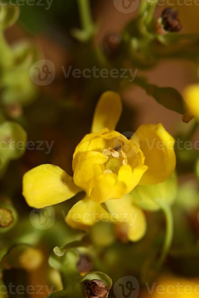 flor flor berberis aquifolium família berberidaceae close up imprimir foto