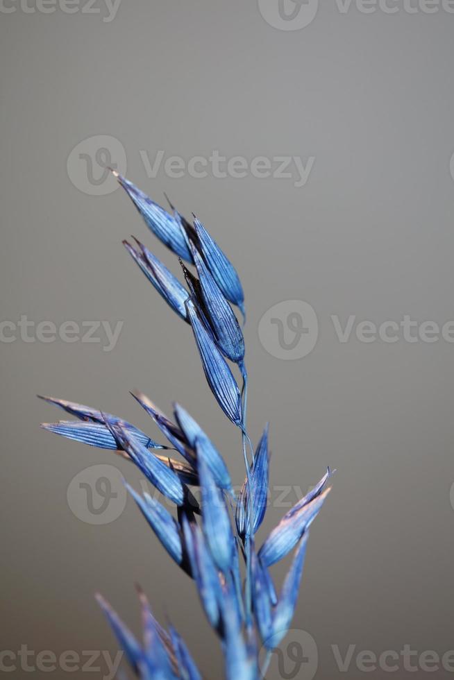 decoração seca de trigo colorido em azul triticum aestivum família poaceae foto