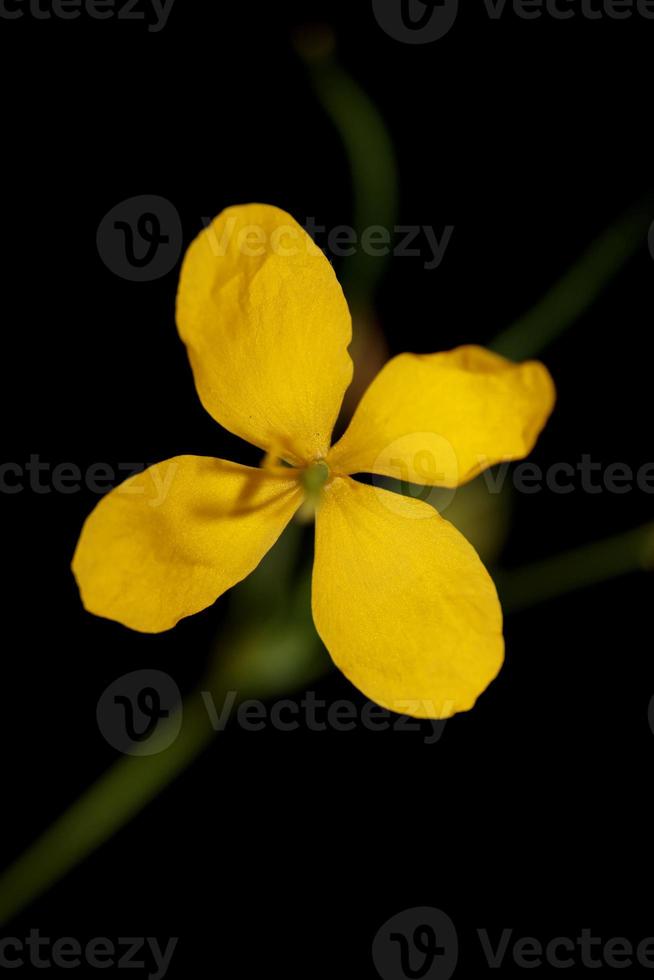 flor flor perto papaveraceae da família chelidonium majus foto