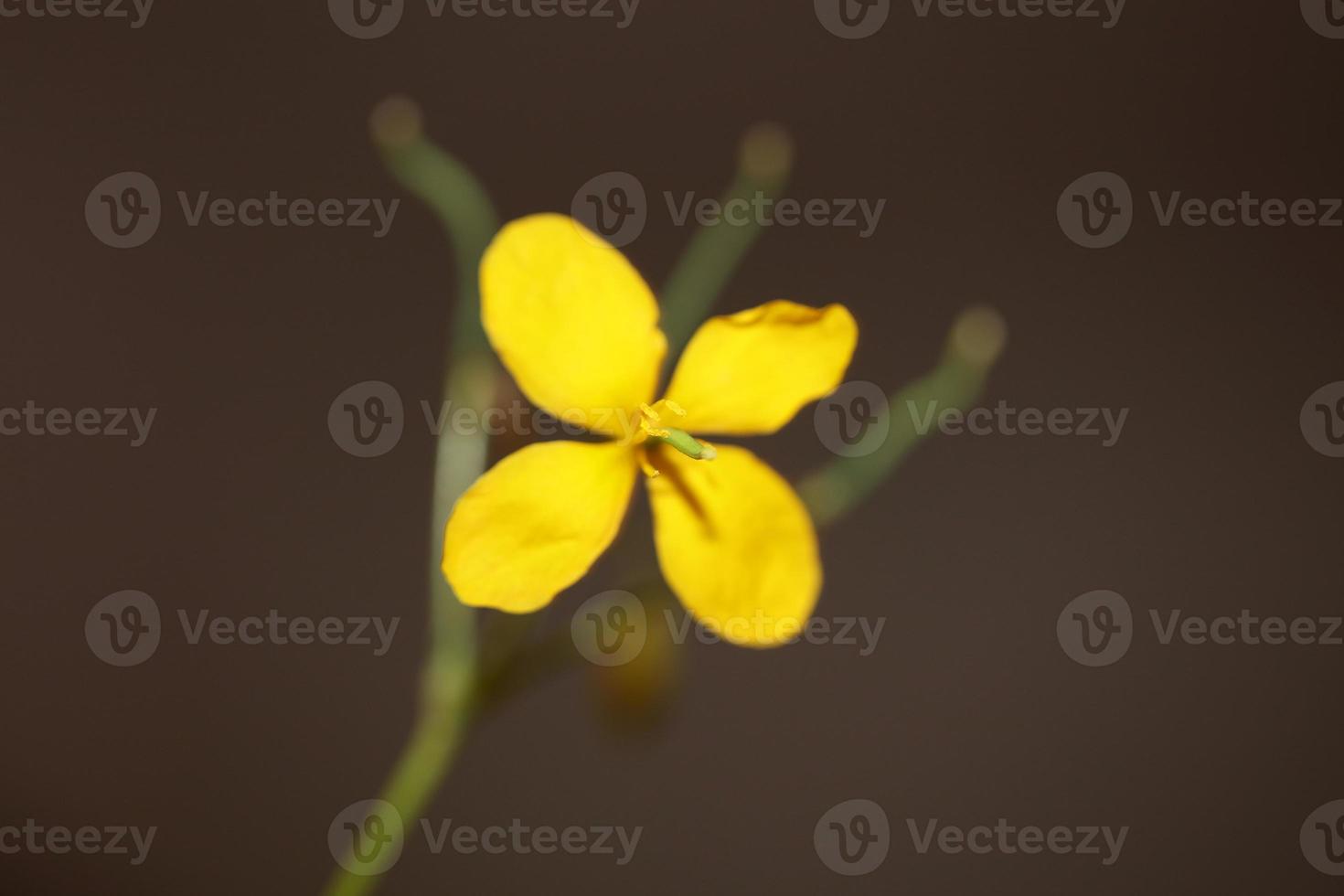 flor flor perto papaveraceae da família chelidonium majus foto