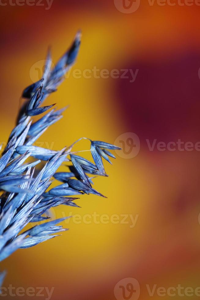 decoração seca de trigo colorido em azul triticum aestivum família poaceae foto