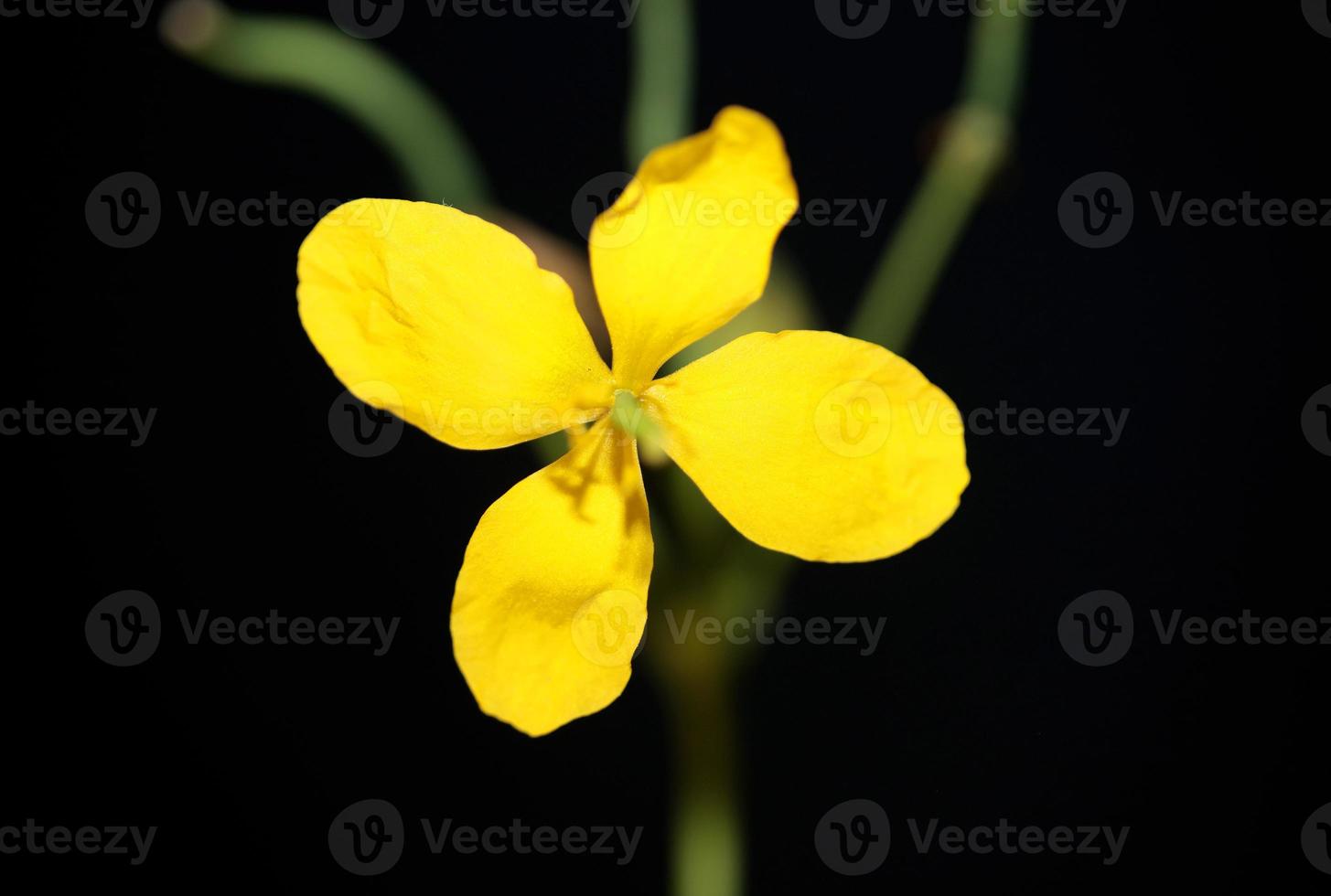 flor flor perto papaveraceae da família chelidonium majus foto