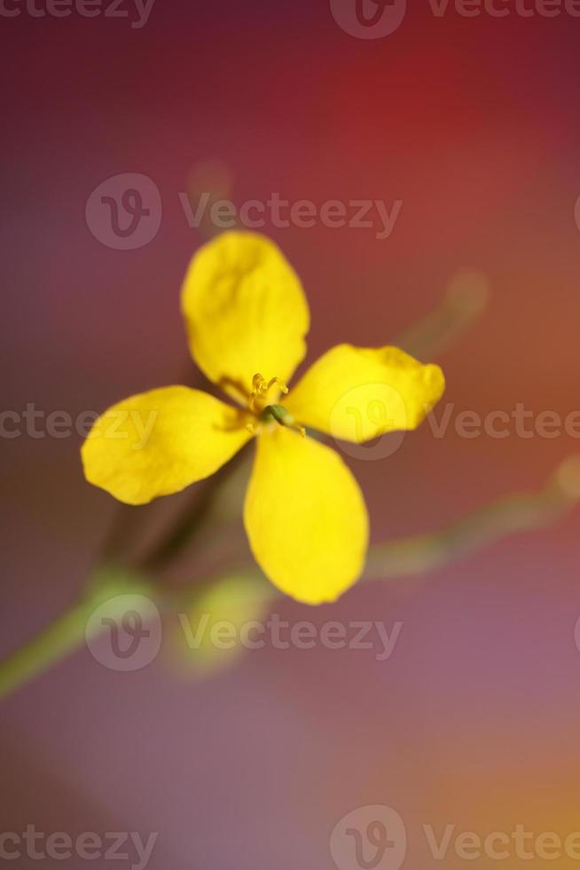 flor flor perto papaveraceae da família chelidonium majus foto