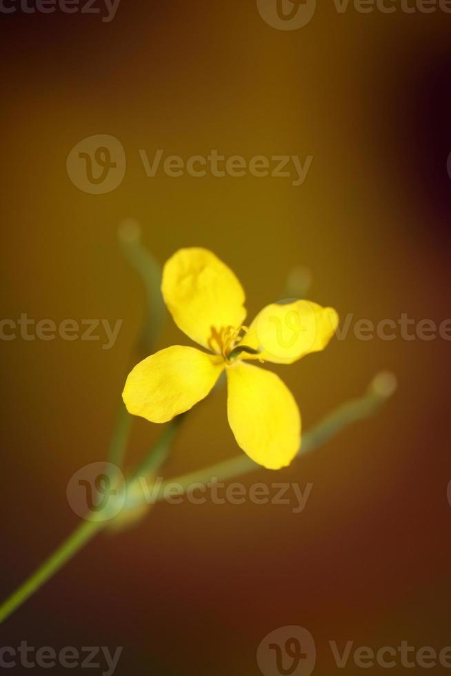 flor flor perto papaveraceae da família chelidonium majus foto