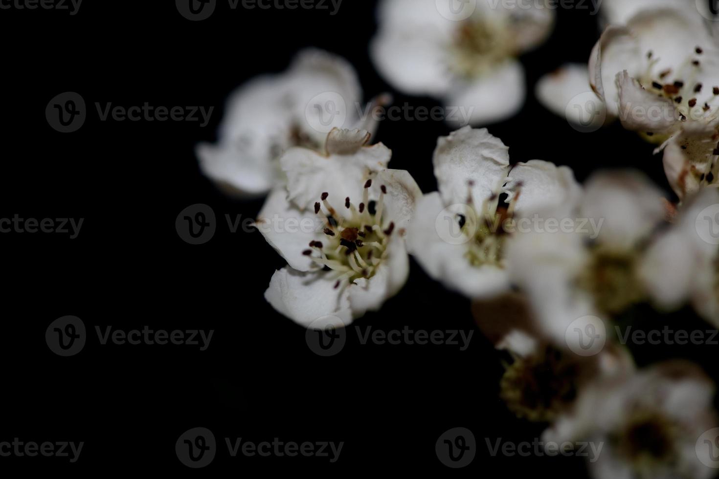 flor flor de perto em macro crataegus monogyna família rosaceae foto