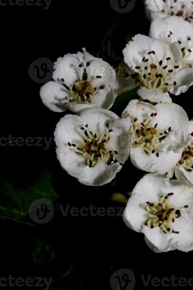 flor flor de perto em macro crataegus monogyna família rosaceae foto