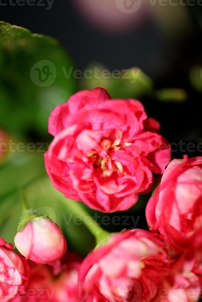 flor flor close up crataegus laevigata familia rosaceae botanica foto