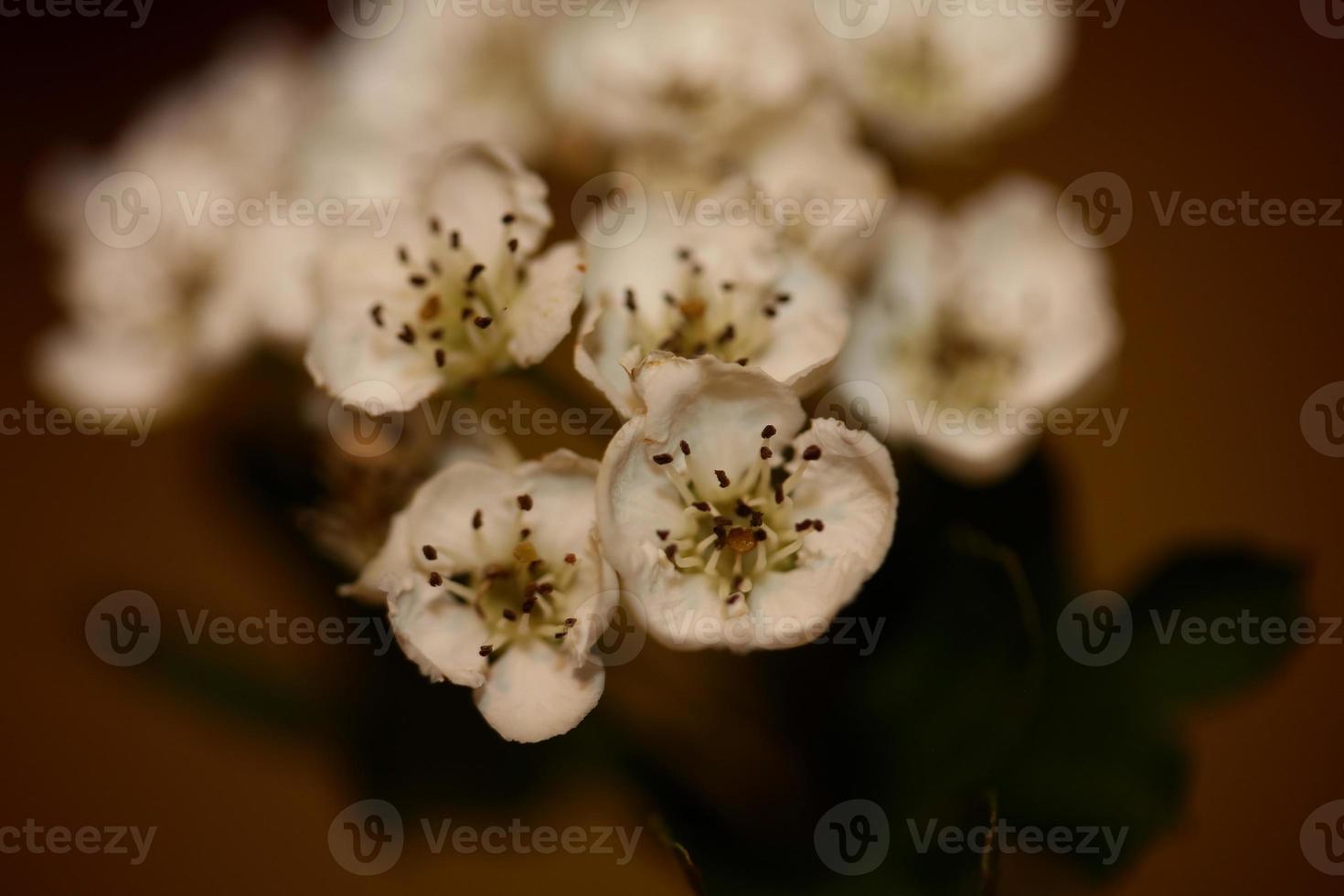 flor flor de perto em macro crataegus monogyna família rosaceae foto